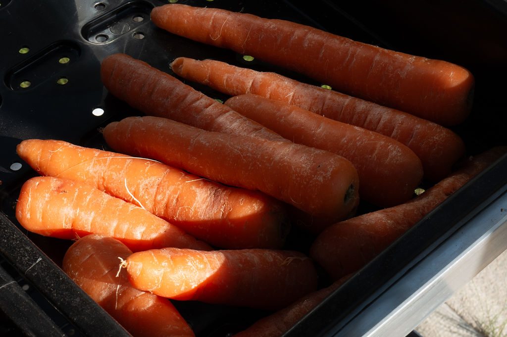 carrots
